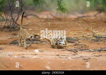 3 Erdmännchen kämpfen. (Suricata suricatta). Kgalagadi Transfrontier Park, Kalahari, Südafrika Stockfoto