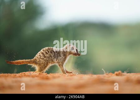 Erdmännchen Baby (Suricata suricatta) sorgfältig Blick auf die Gefahr. Kgalagadi Transfrontier Park, Kalahari, Südafrika Stockfoto