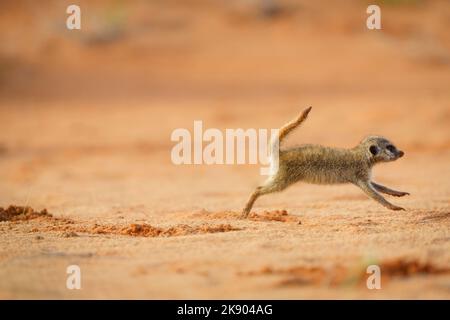 Erdmännchen Baby (Suricata suricatta) läuft auf rotem Sand über die afrikanische Savanne. Kgalagadi Transfrontier Park, Kalahari, Südafrika Stockfoto