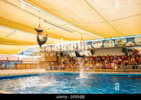 Antalya, Türkei - 28. September 2022: Show mit Delfinen und Meer leon in Aksu Delfinarien in Antalya, Türkei Stockfoto