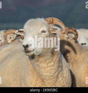 Exmoorhornschafe Stockfoto