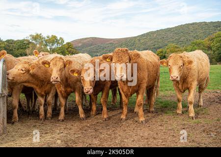 Südliches Devon-Vieh auf einem Feld Stockfoto