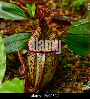 Raffles Pitcher-plant (Nepenthes Rafflesiana), Mount Kinabalu, Borneo Island, Malaysia Stockfoto