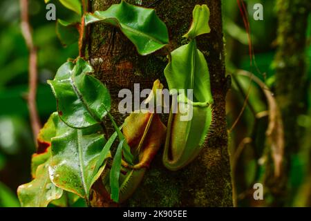 Nahaufnahme der Pitcher-Pflanze (Nepenthes sp.), die einen Baumstamm aufwächst Kinabalu National Park, Sabah, Borneo, Malaysia. Stockfoto