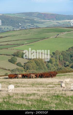 Ruby Devon Rinder und Exmoor Horn Schafe grasen auf Exmoor Stockfoto