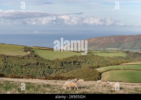 Blick über Ackerland und das Meer in Porlock, Exmoor, Großbritannien Stockfoto