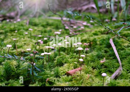 Nahaufnahme einer Gruppe von Pferdehaar-Fallschirmpilzen (Marasmius androsaceus) wachsen im grünen Moos. Marasmius Rotula-Pilz. Stockfoto