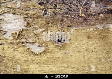 Detail von Holzgitter für Schutz und Dekoration in einem Fenster Stockfoto