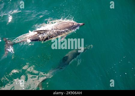 Zwei Delfine, die eng beieinander schwimmen, sind eine Mutter und ihr Kalb. Es handelt sich um gewöhnliche Delfine, die im Hauraki Golf in der Nähe von Auckland auf der Nordinsel gesichtet werden Stockfoto