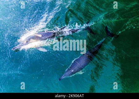 Zwei Delfine, die eng beieinander schwimmen, sind eine Mutter und ihr Kalb. Es handelt sich um gewöhnliche Delfine, die im Hauraki Golf in der Nähe von Auckland auf der Nordinsel gesichtet werden Stockfoto