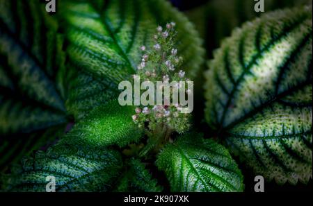 Eine Nahaufnahme der pilea mollis blühenden Pflanze Stockfoto