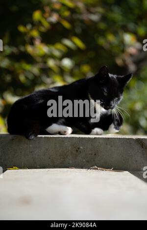 Eine vertikale Aufnahme der schwarzen flauschigen Katze, die bequem auf einem Stein auf einem unscharfen Hintergrund liegt Stockfoto