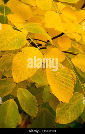 Cladrastis kentukea, Kentucky Yellowwood, Cladrastis lutea, Herbst Stockfoto