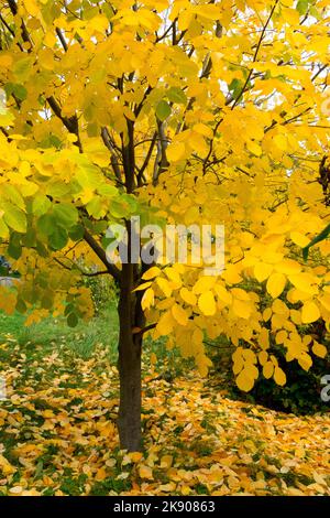 Cladrastis kentukea, Kentucky Yellowwood, Cladrastis lutea, Herbst, Baum Stockfoto