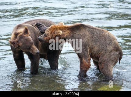 Ein Paar braune Grizzlybären kämpft in einem fließenden Fluss Stockfoto
