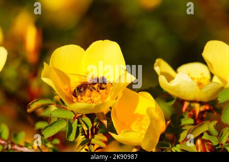 Honigbiene mit gefüllten Pollenbeuteln auf der gelben Blüte einer Rosa hugonis. Brillantes Farbenspiel im Frühling mit Bokeh. Stockfoto