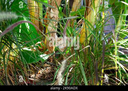 Ingwer-Katze sitzt im grünen Gras und schaut in die Kamera. Streunende rote Katze versteckt sich im Gras. Heimatloses Tier. Selektiver Fokus Stockfoto