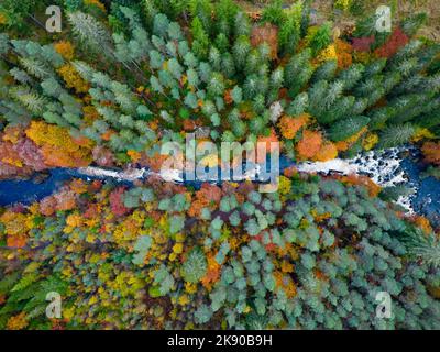 Dunkeld, Schottland, Großbritannien. 25.. Oktober 2022. Blick auf spektakuläre Herbstfarben in Wäldern am Fluss Braan bei den Black Linn Falls im Hermitage außerhalb von Dunkeld in Perthshire. Iain Masterton/Alamy Live News Stockfoto