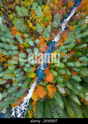 Dunkeld, Schottland, Großbritannien. 25.. Oktober 2022. Blick auf spektakuläre Herbstfarben in Wäldern am Fluss Braan bei den Black Linn Falls im Hermitage außerhalb von Dunkeld in Perthshire. Iain Masterton/Alamy Live News Stockfoto