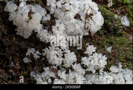 Ceratiomyxa fruticulosa aka Coral Slime Moud wächst auf moosigen, feuchten Baumstamm. Stockfoto