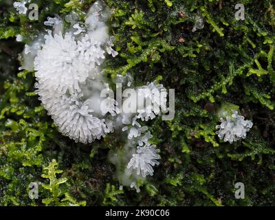 Ceratiomyxa fruticulosa aka Coral Slime Moud wächst auf moosigen, feuchten Baumstamm. Stockfoto