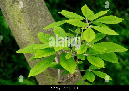 Nikko Maple, Acer nikoense, Maple verlässt Acer maximowiczianum Stockfoto