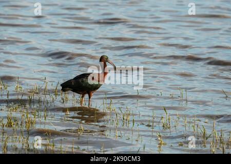 Hochglanz-Ibis (Plegadis falcinellus), Nationalpark Donana, Andalusien, Spanien. Stockfoto