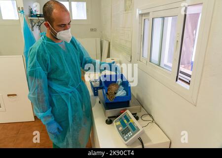 Antonio Rivas Salvador, Koordinator des Zuchtzentrums, wiegt ein 25 Tage altes iberisches Luchsjunges (Lynx Pardinus) im Inkubatorraum Centro de Crí Stockfoto