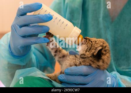 Antonio Rivas Salvador, Koordinator des Zuchtzentrums, füttert ein 25 Tage altes iberisches Luchsjunges (Lynx Pardinus) im Inkubatorraum Centro de Cría Stockfoto