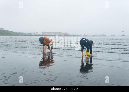 Yuzhno-Kurilsk, Russland - 03. August 2022: Frauen der Kurilen sammeln bei Ebbe Meeresmuscheln, die sich im Sand verstecken Stockfoto