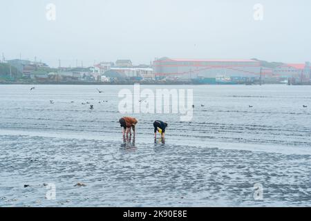 Yuzhno-Kurilsk, Russland - 03. August 2022: Frauen sammeln bei Ebbe Muscheln am Ufer vor dem Hintergrund des Hafens und der Fischverarbeitungsanlage Stockfoto