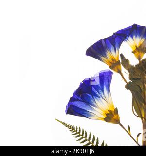 Getrocknete und gepresste Salpiglossis blau mit Farn. Stockfoto