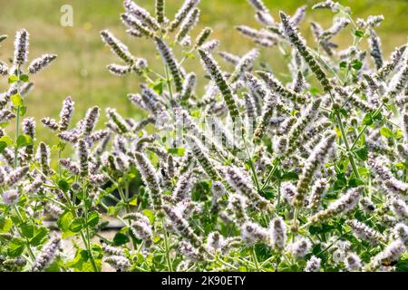 Kräuter, Pflanzen, Blüten, Apfelminze, ägyptische Münze, Blühend, Mentha x rotundifolia, duftend, Rundblättrige Minze, Blumen im Kräutergarten Stockfoto