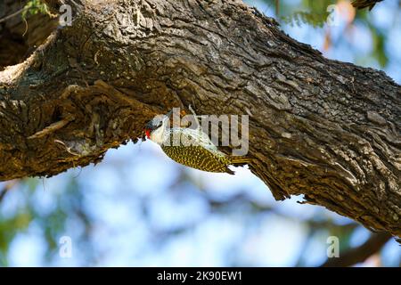 Goldschwanzspecht, Campethera abingoni, thront und pickt auf Baum. Livingston, Sambia, Afrika Stockfoto