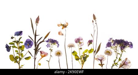 Gepresste Frühlings- und Sommerblumen, blau und rosa Pastellfarben. Stockfoto