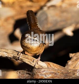 Eine Nahaufnahme des entzückenden Carolina-Wrens, der auf einem Baumzweig in Dover, Tennessee, thront Stockfoto