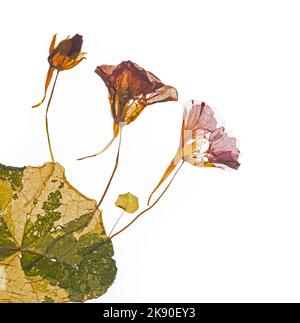 Gepresste und getrocknete zarte rote Blüten Kapuzinerkresse Tropeolum. Stockfoto