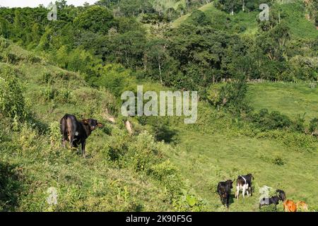 Schwarze Kuh grast auf einem grünen Berghang. Bos stier blickt zurück, während er durch ein Fahrerlager geht, im Hintergrund ein Bambuswald. Konzept des Lebens Stockfoto