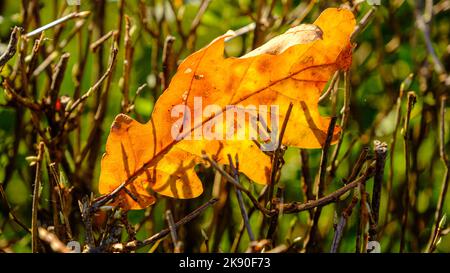 Trockenes Eichenblatt im Wald auf Ästen gegen die Sonne. Stockfoto