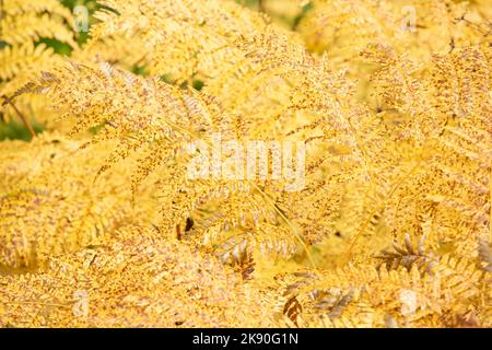 Schöne gelbe Dryopteris expansa, der alpine Buckler Farn, der nördliche Buckler-Farn oder ausbreitende Holzfarn Herbstblätter. Konzept der goldenen Herbstblätter Stockfoto