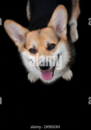 Fröhlicher dreifarbiger Pembroke Welsh Corgi Hund auf schwarzem Hintergrund. Der Hund lächelt. Hundeportrait. Blick von oben Stockfoto