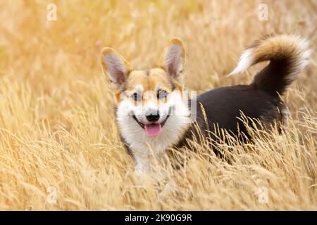 Happy Tricolor Pembroke Welsh Corgi Hund läuft im hohen goldenen Gras. Hund lächelt Stockfoto