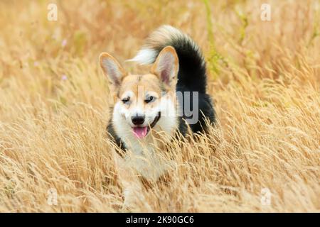 Happy Tricolor Pembroke Welsh Corgi Hund läuft im hohen goldenen Gras. Hund lächelt Stockfoto