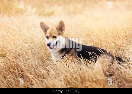 Happy Tricolor Pembroke Welsh Corgi Hund läuft im hohen goldenen Gras. Hund lächelt Stockfoto