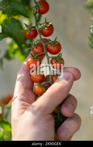 Die Hand des Bauern pflückt während der Erntesaison aus der Nähe sorgfältig frische Kirschtomaten aus dem Busch Stockfoto