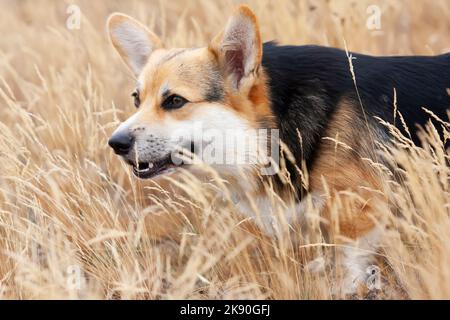 Happy Tricolor Pembroke Welsh Corgi Hund läuft im hohen goldenen Gras. Hund lächelt Stockfoto