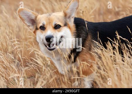 Happy Tricolor Pembroke Welsh Corgi Hund läuft im hohen goldenen Gras. Hund lächelt Stockfoto