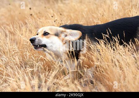 Happy Tricolor Pembroke Welsh Corgi Hund läuft im hohen goldenen Gras. Hund ist wütend, knurrt Stockfoto