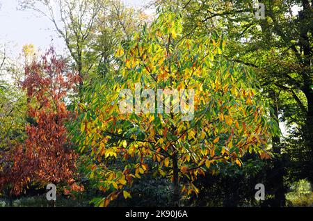 Herbst im Park, Baum mit bunten Blättern, Sonnenlicht, Fokus auf den Vordergrund Stockfoto