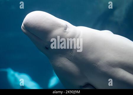 Beluga-Wale (Delphinapterus leucas) im Georgia Aquarium in der Innenstadt von Atlanta, Georgia. (USA) Stockfoto